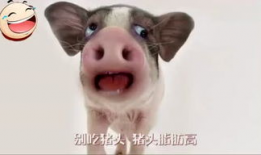 猪头吃瓜爆料图片大全大图,趣味横生的动物瞬间